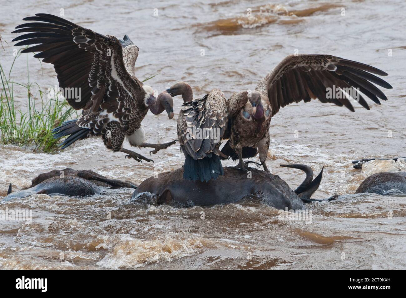 Most common vulture in africa hi Biology Diagrams