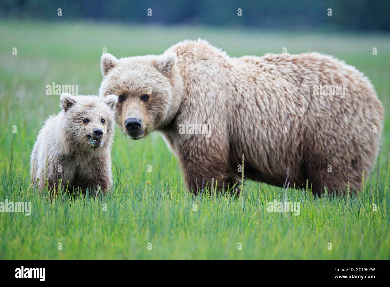 USA, Alaska, Lake Clark National Park and Preserve, Brown bear and bear cub (Ursus arctos) Stock Photo