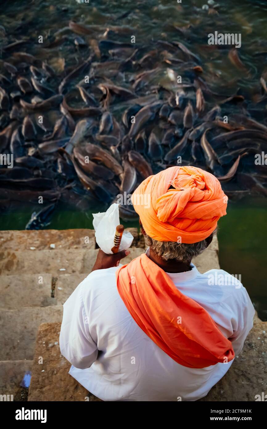India, Jaisalmer, Abundance of catfish in Gadisar Lake Stock Photo