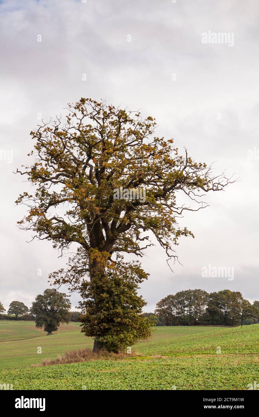 Germany, Oak tree in field near Altenkrempe Stock Photo