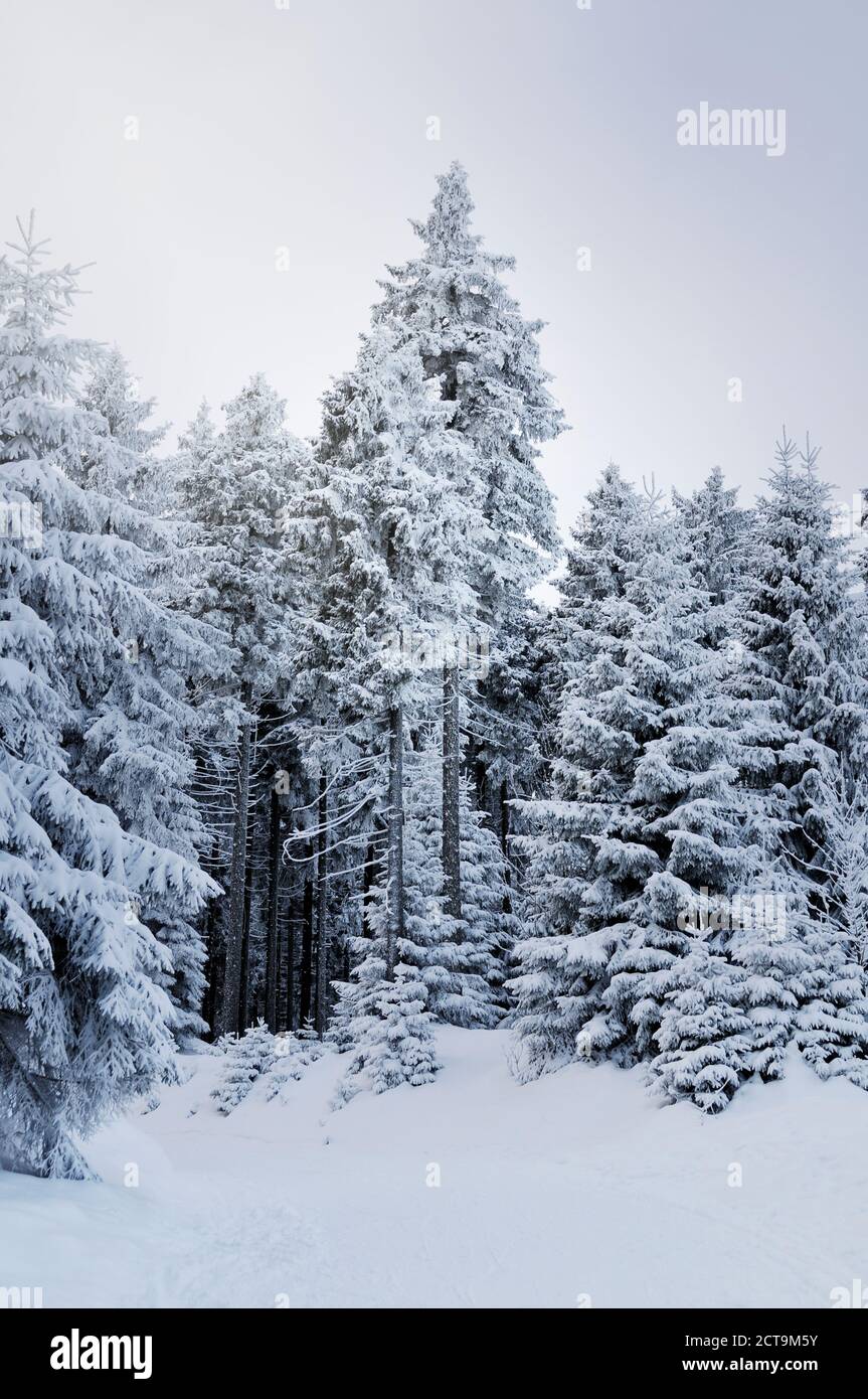 Germany, Thurinigia, Oberhof, Firs in winter Stock Photo