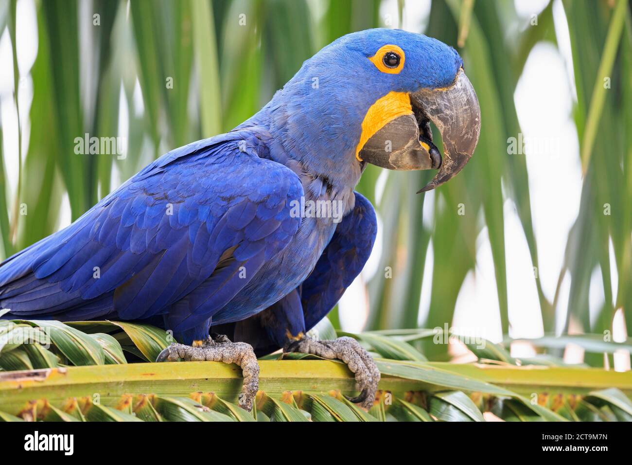 Brazil, Mato Grosso, Mato Grosso do Sul, Pantanal, hyazinth macaw, Anodorhynchus hyacinthinus Stock Photo