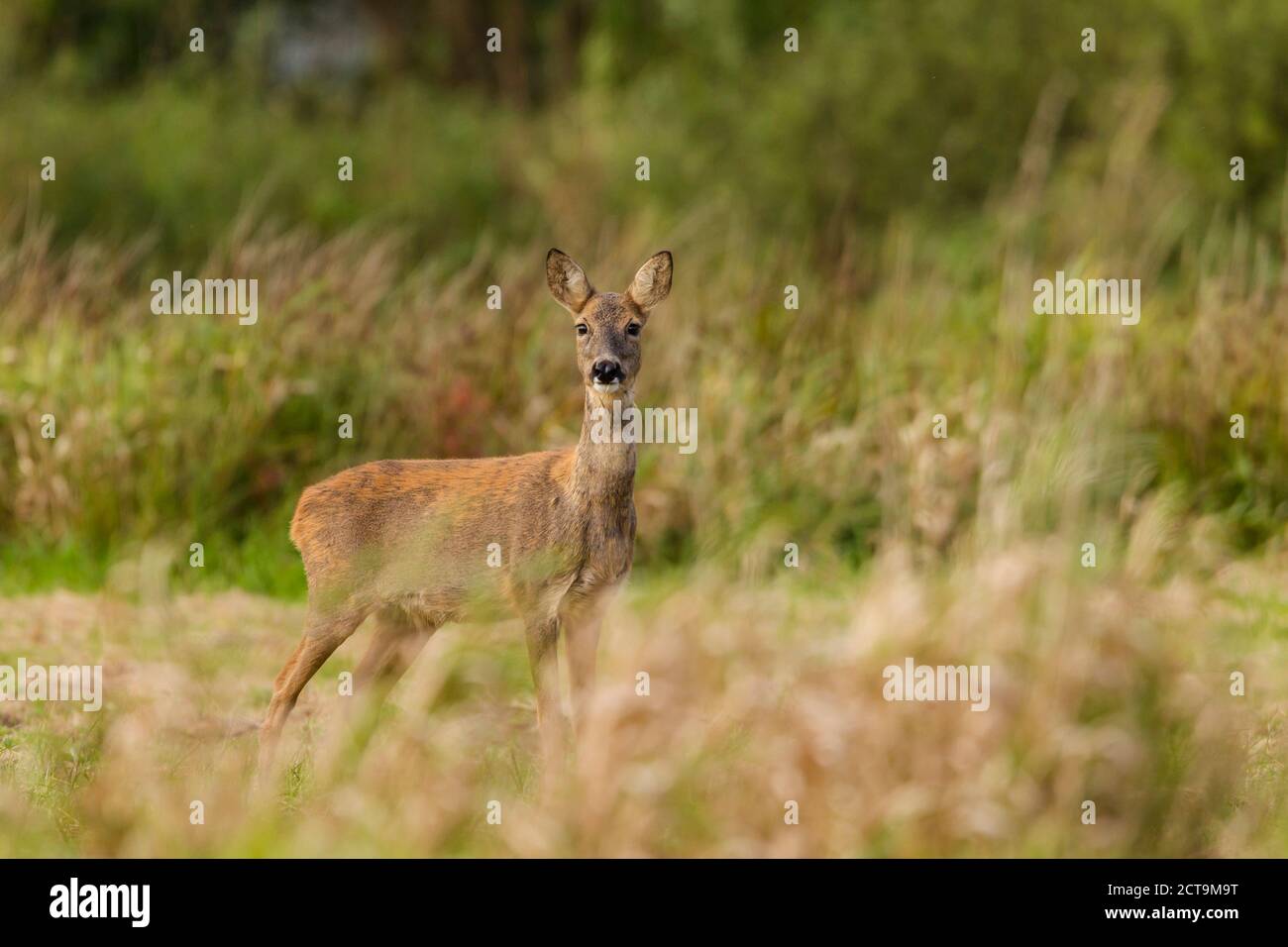Germany, Niendorf, Roe deer in grass Stock Photo