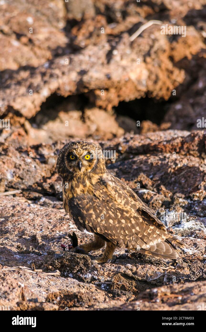 Ecuador, Galapagos, Genovesa, Galapagos short-eared owl, Asio flammeus galapagoensis Stock Photo