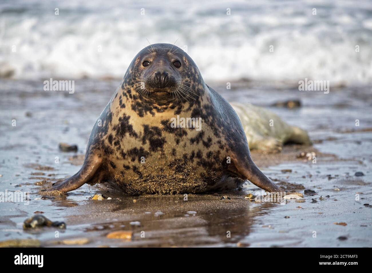 Germany, Helgoland, Duene Island, Grey seal (Halichoerus grypus) at beach Stock Photo