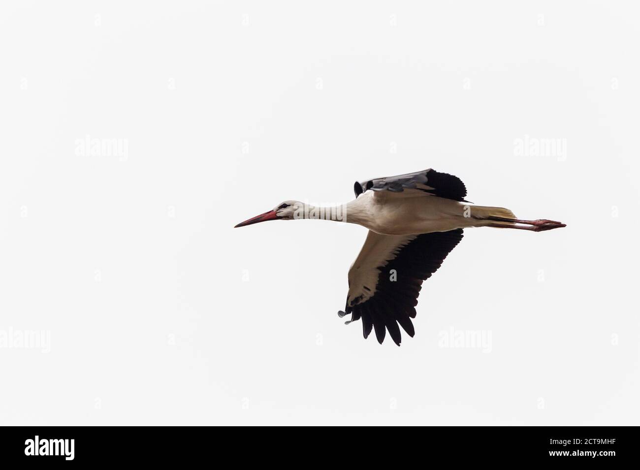 Germany, Flying stork Stock Photo