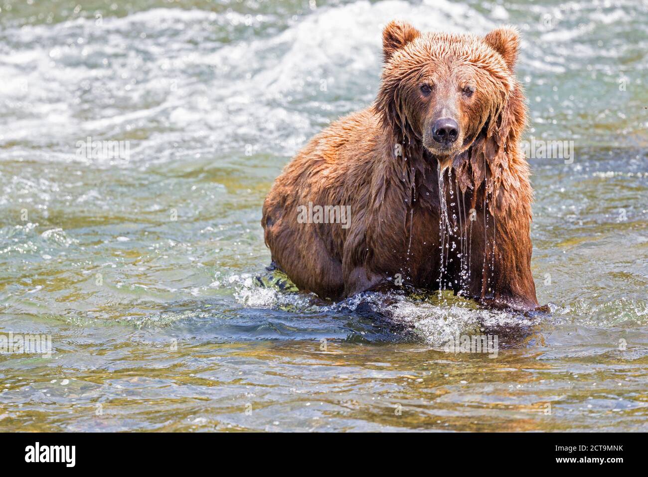 USA, Alaska, Katmai National Park, Brown bear (Ursus arctos) at Brooks Falls, foraging Stock Photo