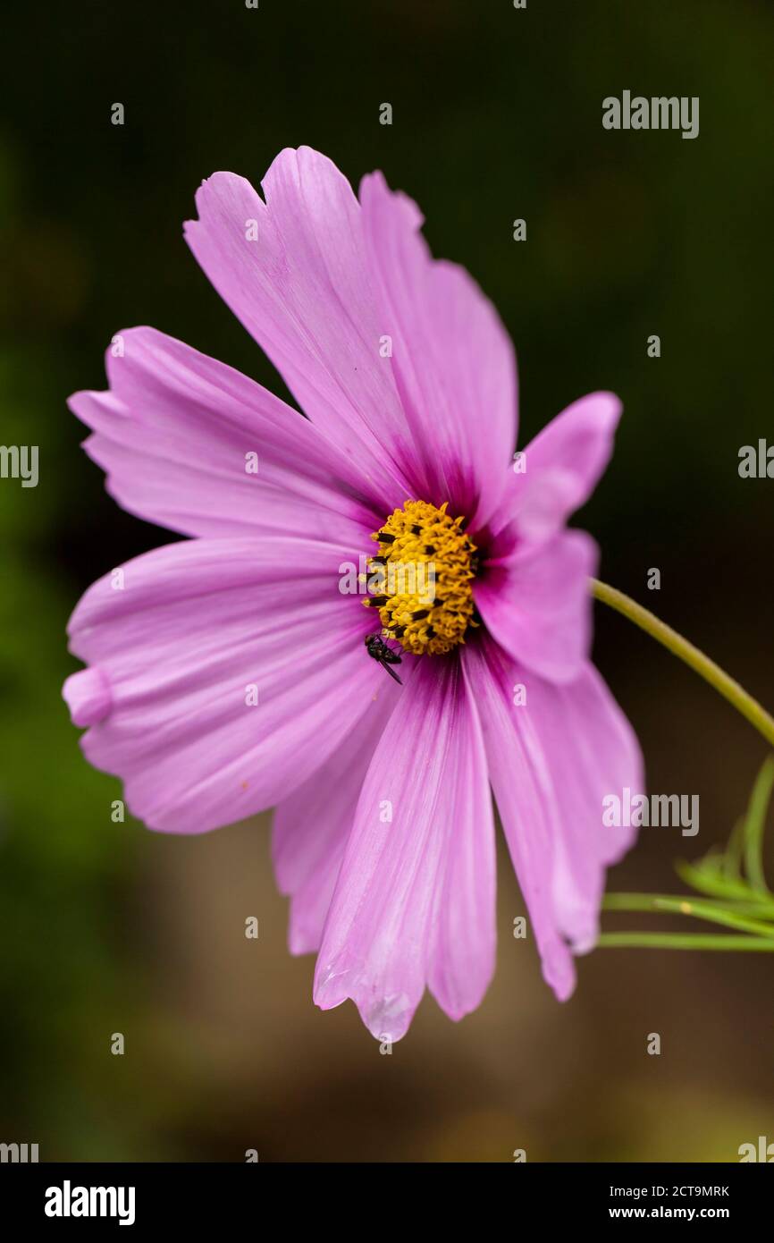 Pink cosmea, close up Stock Photo