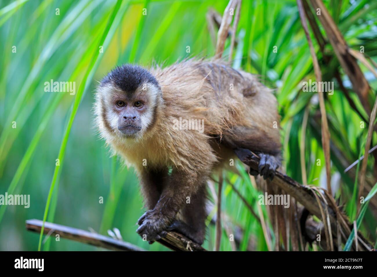 Brazil, Mato Grosso, Mato Grosso do Sul, capuchin monkey  sitting on branch Stock Photo