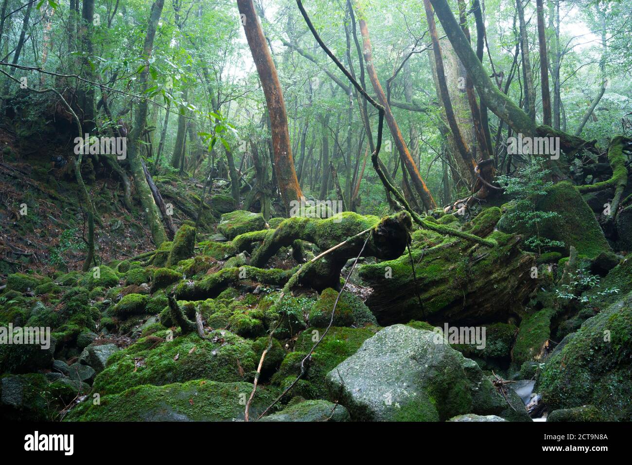 Japan Yakushima Waterfall In The Rainforest World Heritage Natural Site Stock Photo Alamy
