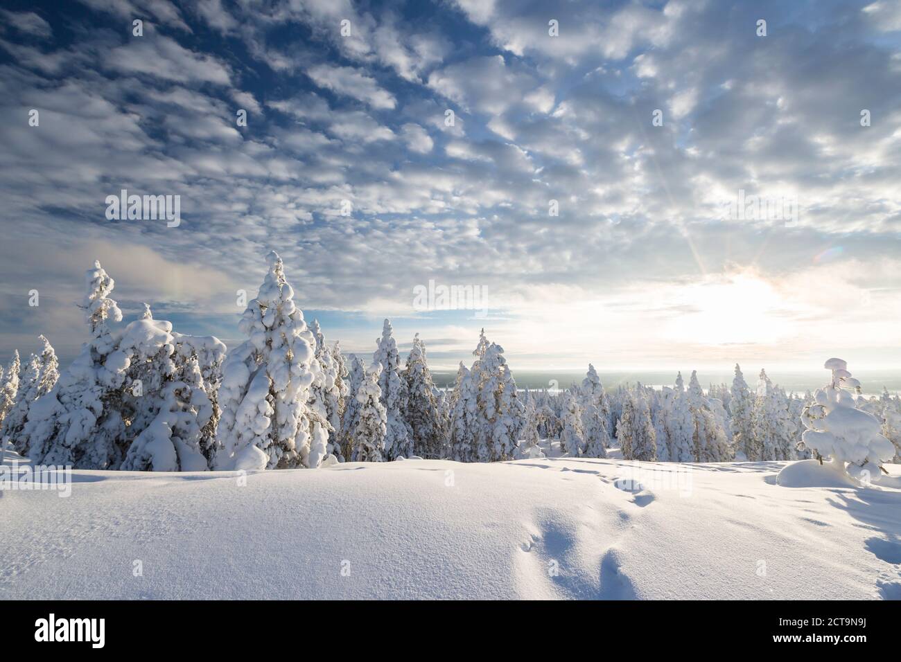 Scandinavia, Finland, Rovaniemi, Trees in wintertime, Footmarks, Against the sun Stock Photo