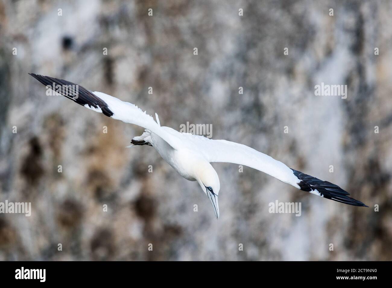 Northern gannet swooping at Bempton Cliffs in Yorkshire. Stock Photo