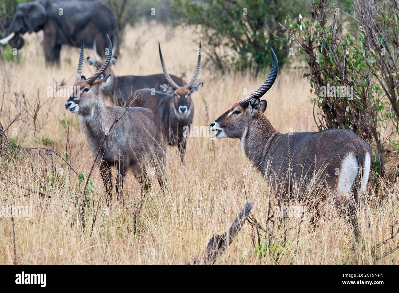 Africa, Kenya, Maasai Mara National Reserve, Group of Waterbucks, Kobus ellipsiprymnus Stock Photo