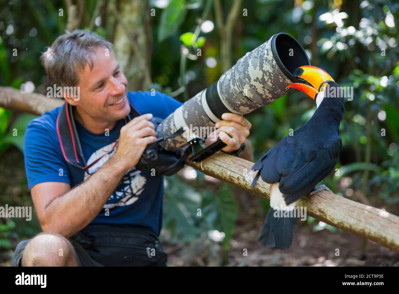 Brazil, Mato Grosso, Mato grosso do Sul,  common toucan, Ramphastos toco, nibbling at camera of a photographer Stock Photo