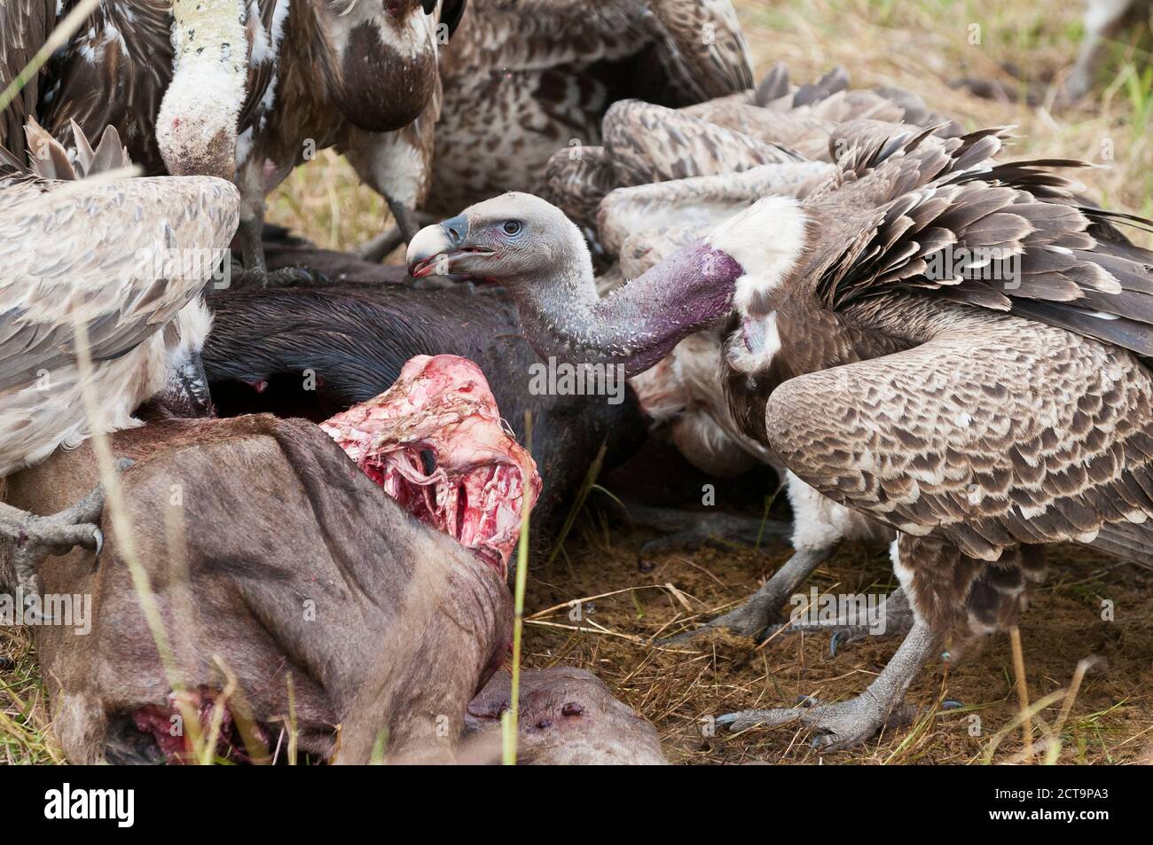 Kenya, Rift Valley, Maasai Mara National Reserve, Rueppell's vultures eating carrion Stock Photo