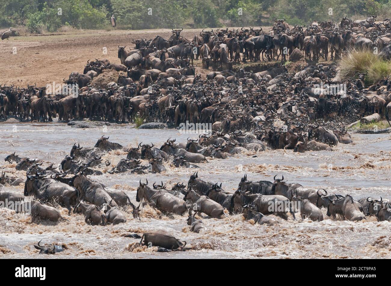 Africa, Kenya, Maasai Mara National Reserve, A herd of Blue Wildebeest (Connochaetes taurinus) crossing the Mara River during the Great Migration Stock Photo