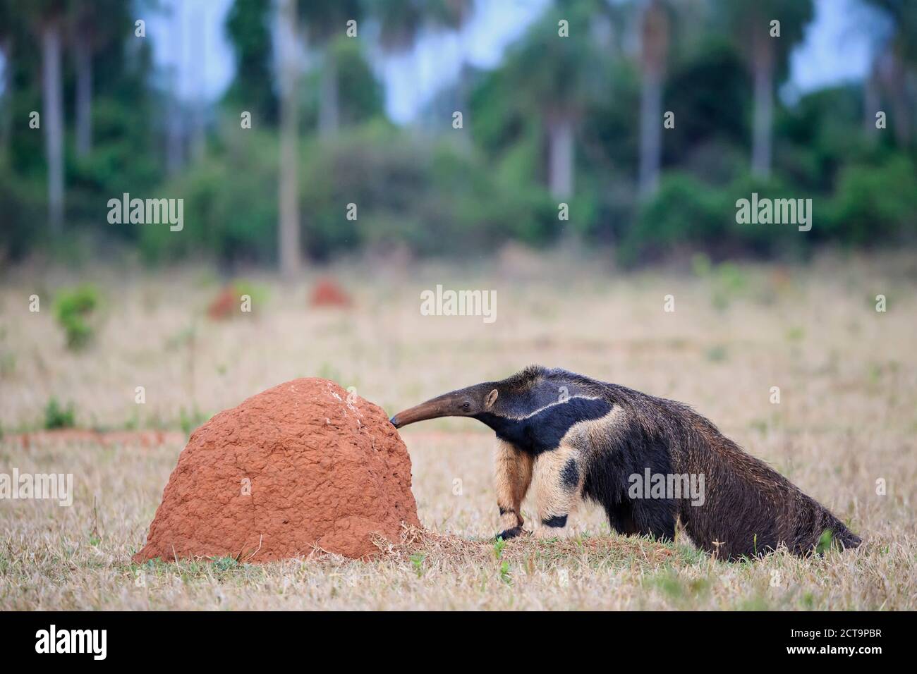 Brazil, Mato Grosso, Mato Grosso do Sul, Pantanal, giant anteater and termite hill Stock Photo