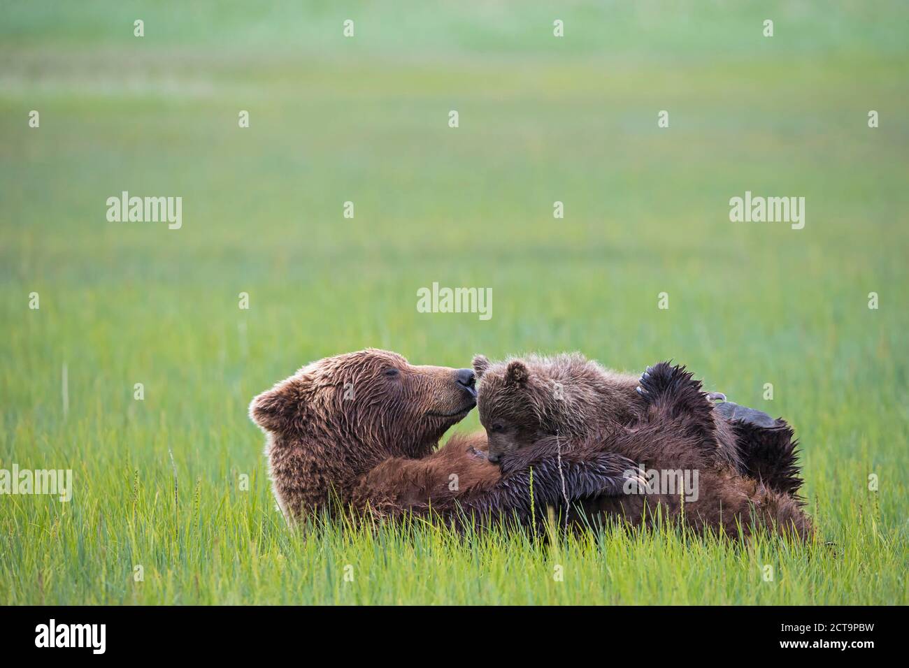 USA, Alaska, Lake Clark National Park and Preserve, Brown bear and bear cub (Ursus arctos), lactating Stock Photo