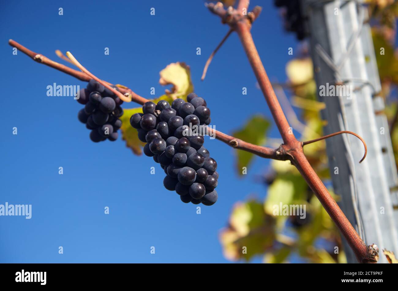 Germany, Baden-Wuerttemberg, wine grapes for pinot noir Stock Photo