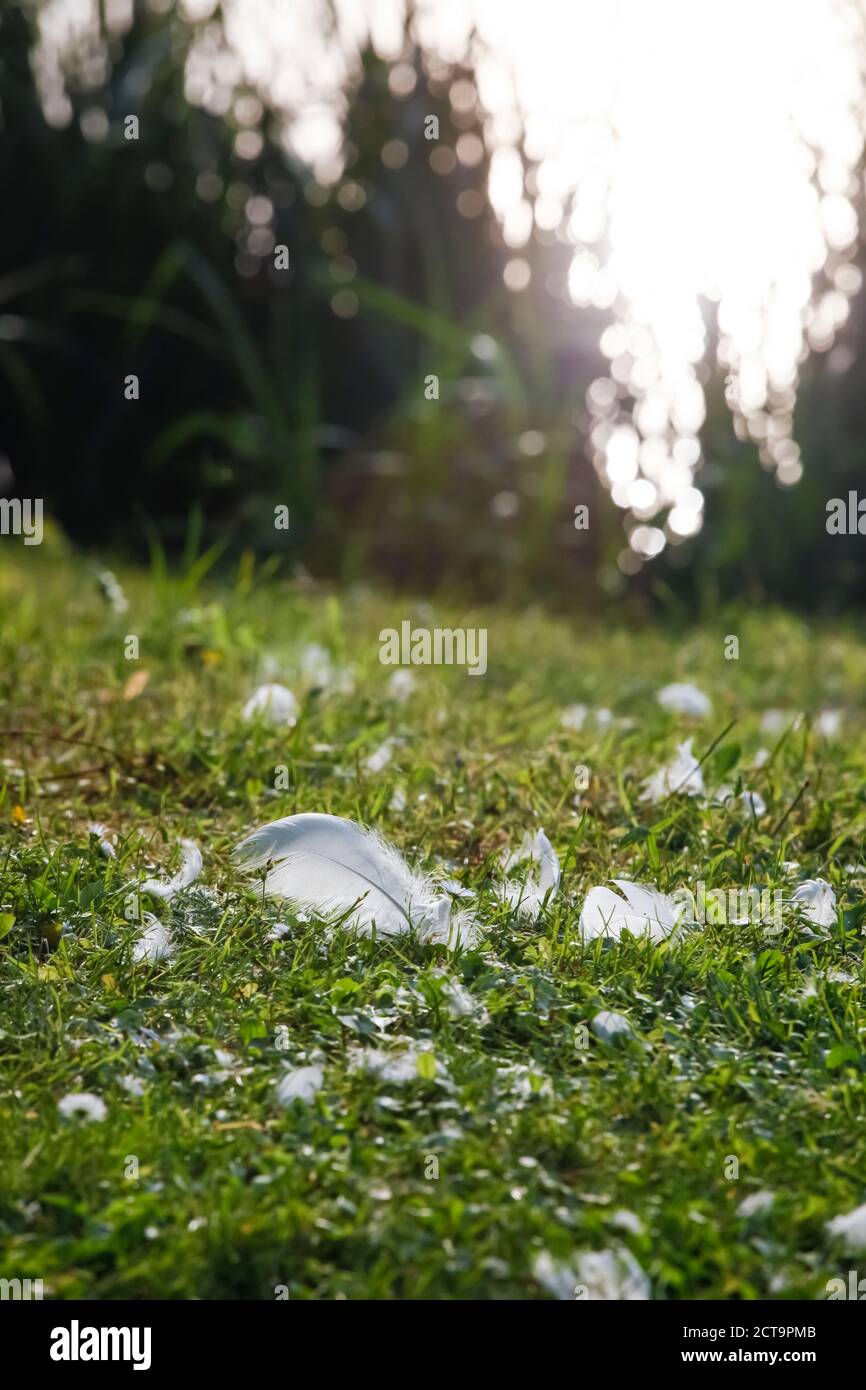 White feathers lying on a meadow at sunlight Stock Photo