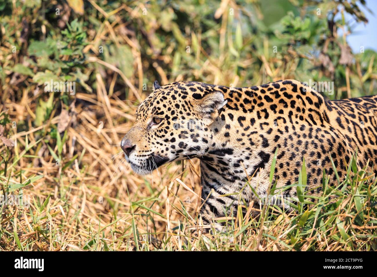 South America, Brasilia, Mato Grosso do Sul, Pantanal, Jaguar, Panthera onca Stock Photo