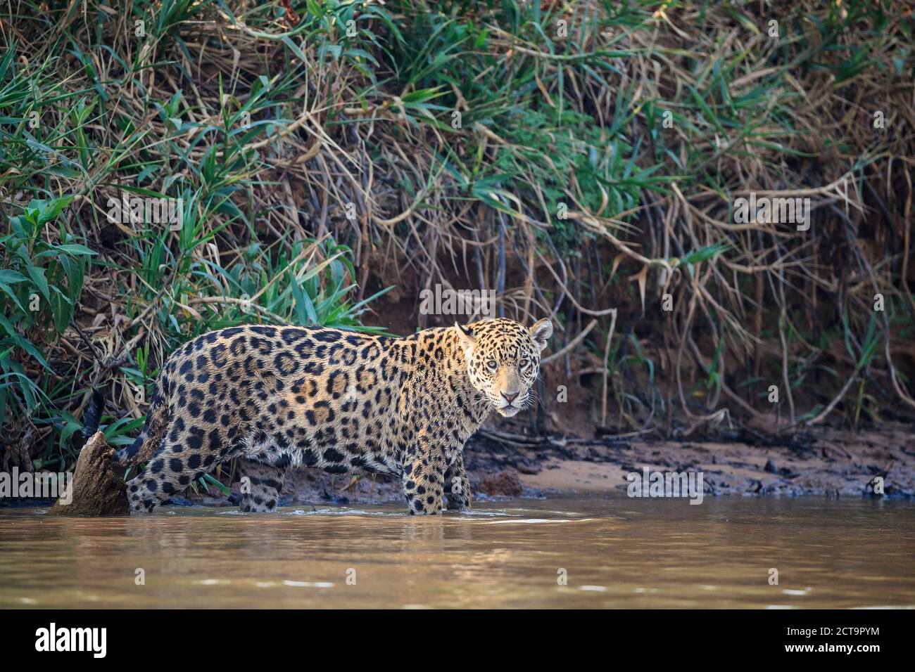 South America, Brasilia, Mato Grosso do Sul, Pantanal, Cuiaba River, Jaguar, Panthera onca Stock Photo