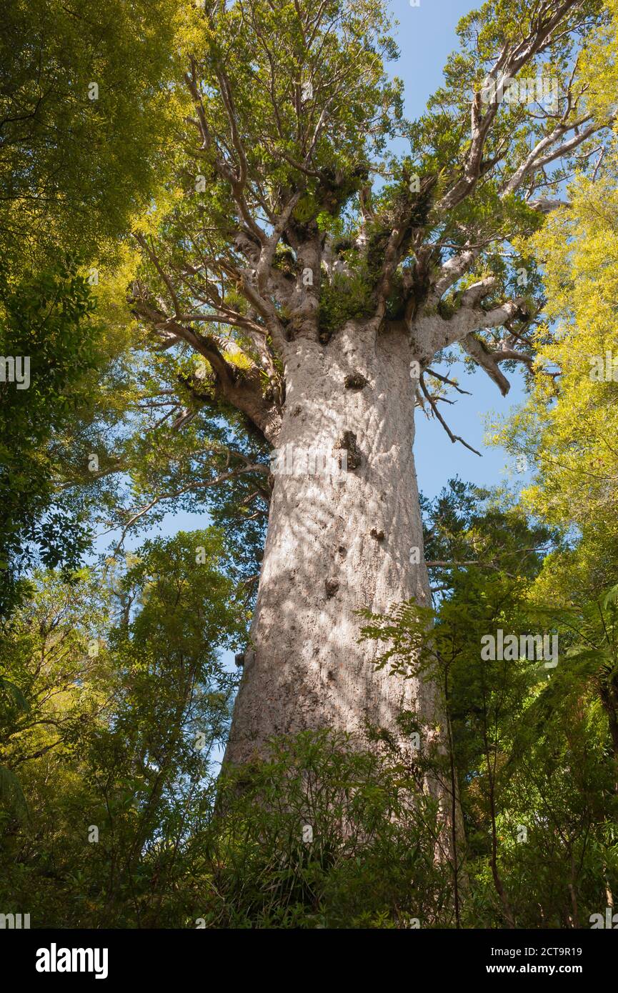 New Zealand, North Island, Northland, Waipoua Forest, Tane Mahuta, giant kauri tree (Agathis australis) Stock Photo