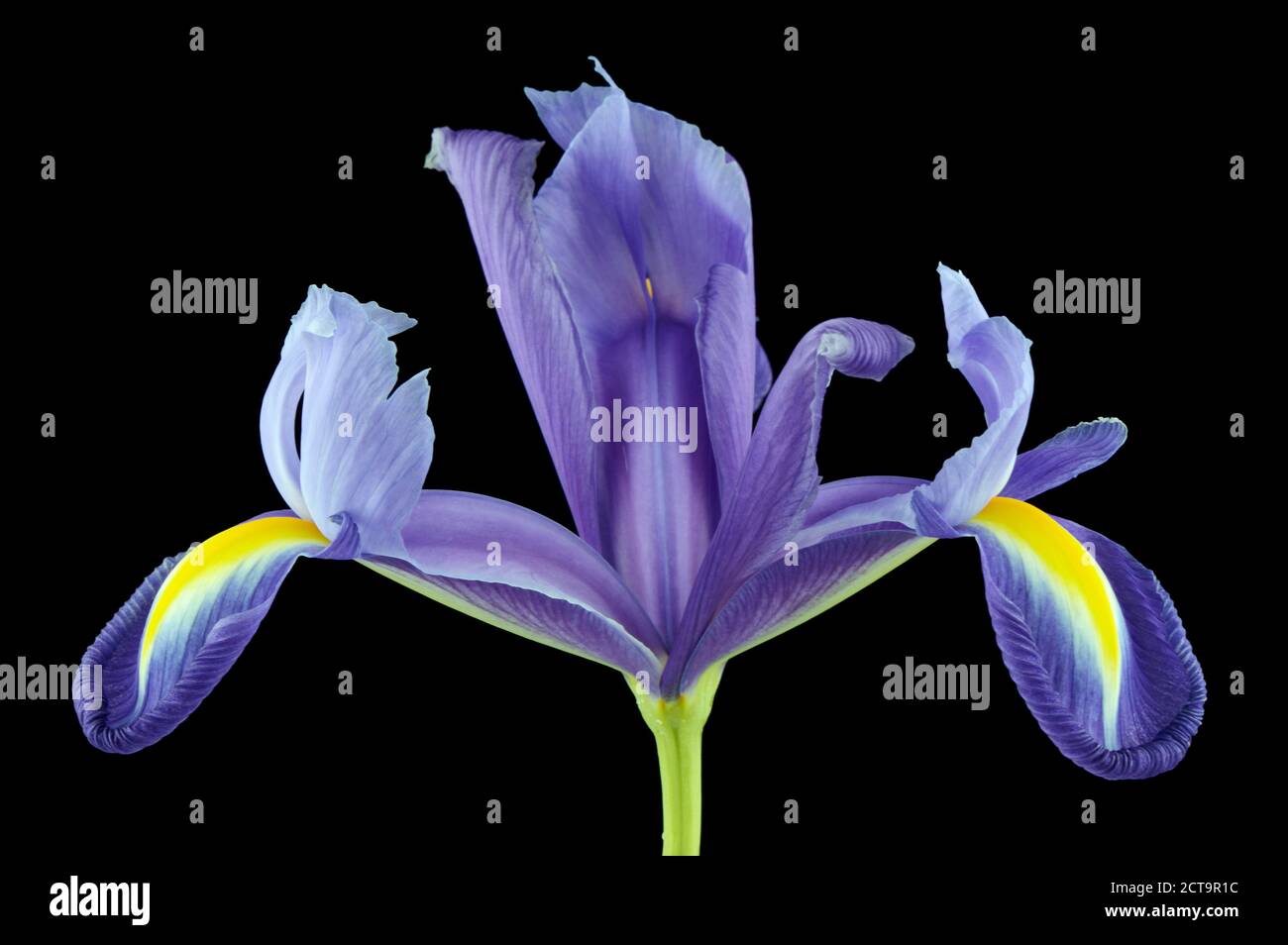Iris, Iridaceae, in front of black background Stock Photo