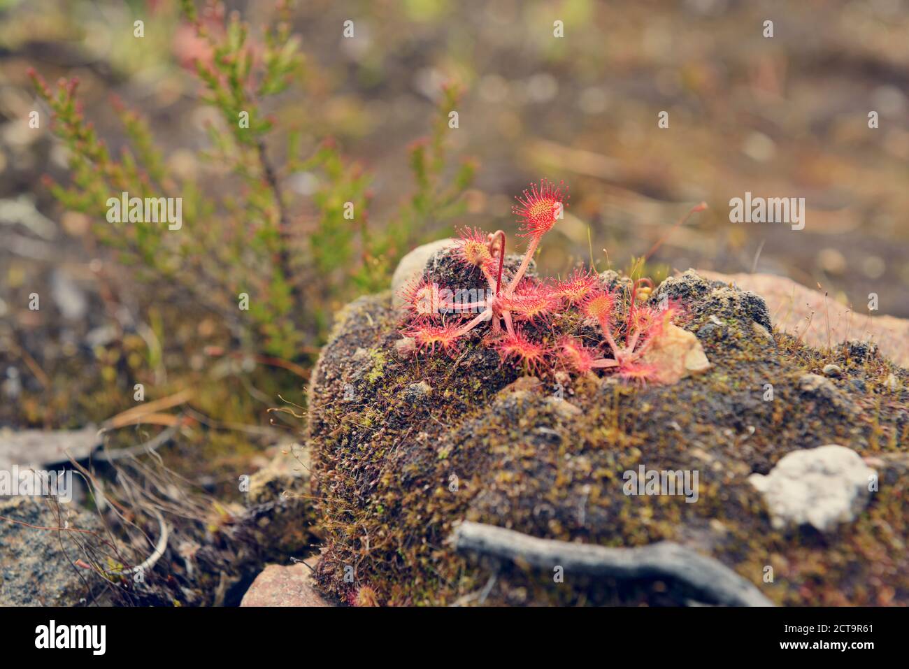 Sweden, Sveg, Common sundew (Drosera rotundifolia) Stock Photo
