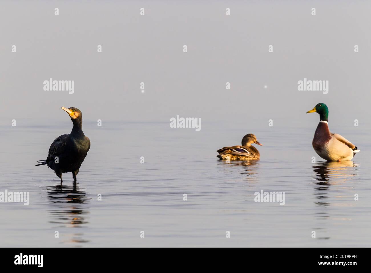Germany, Timmendorfer Strand, Cormorant and ducks at Baltic Sea Stock Photo