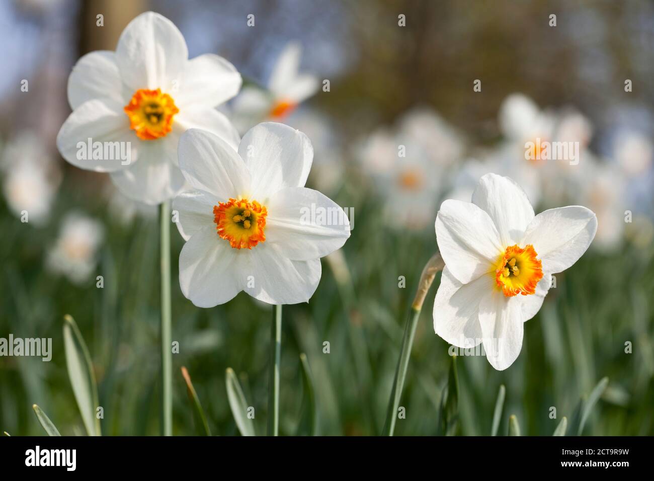 White daffodils (Narcissus) Stock Photo