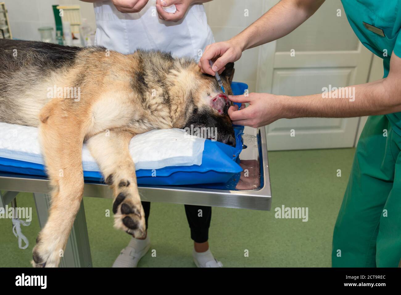 Large dog under anesthesia in veterinarian clinic Stock Photo Alamy