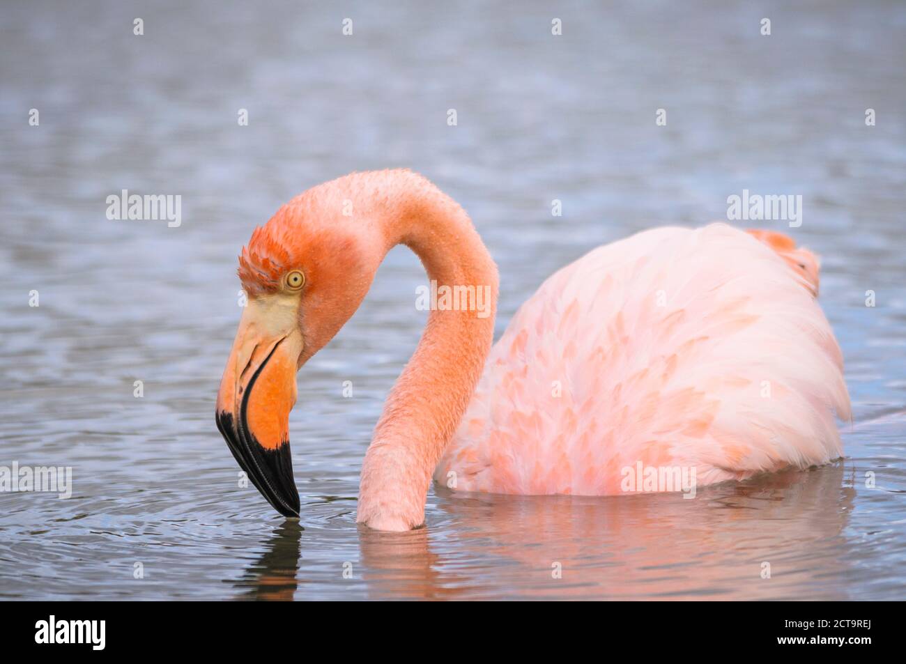 Oceania, Galapagos Islands, Santa Cruz, American Flamingo, Phoenicopterus ruber Stock Photo