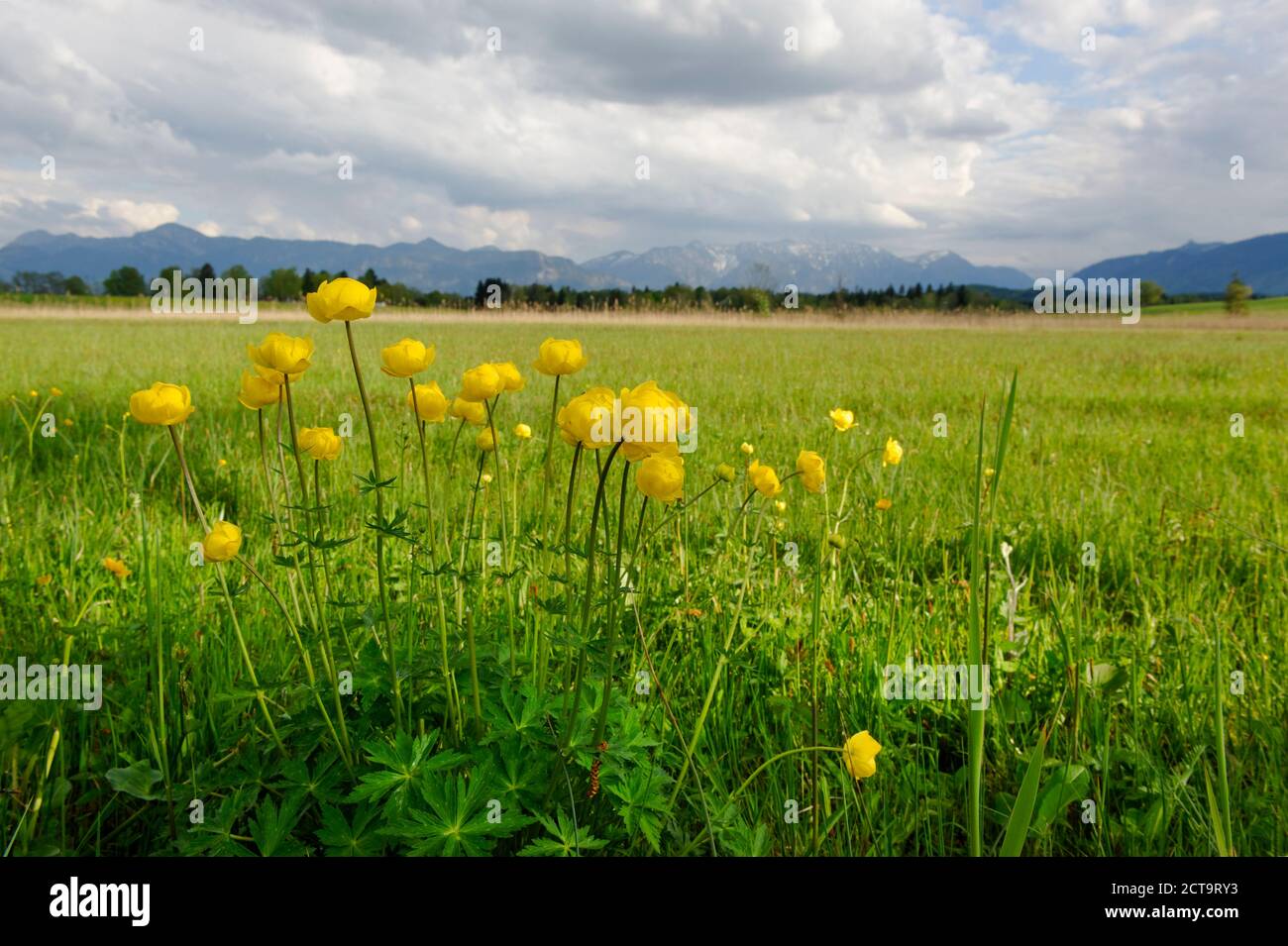Germany, View of Trollius Europaeus flowers at Staffelsee Stock Photo
