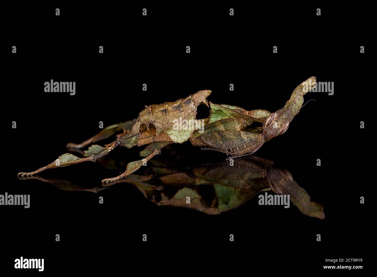 Ghost Mantis, Phyllocrania paradoxa, with reflection on black ground Stock Photo