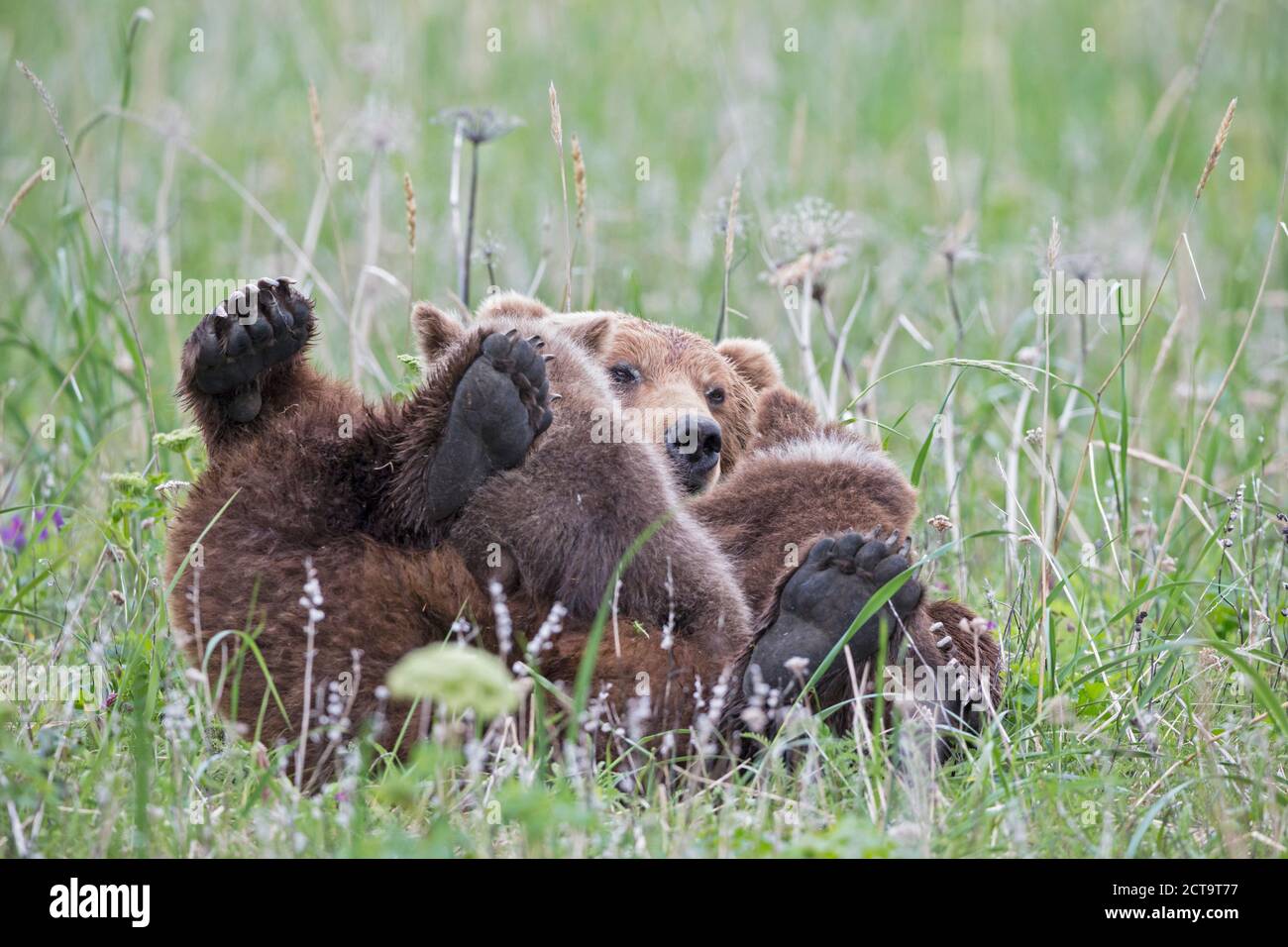 USA, Alaska, Lake Clark National Park and Preserve, Brown bear and bear cubs (Ursus arctos), lactating Stock Photo