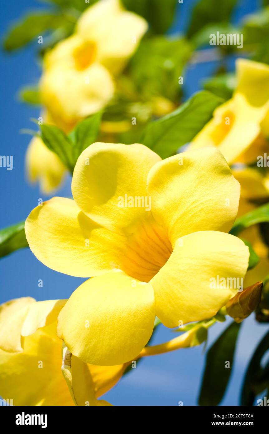 Thailand, Koh Lipe, Blossom of Dipladenia Opale Citrine Stock Photo