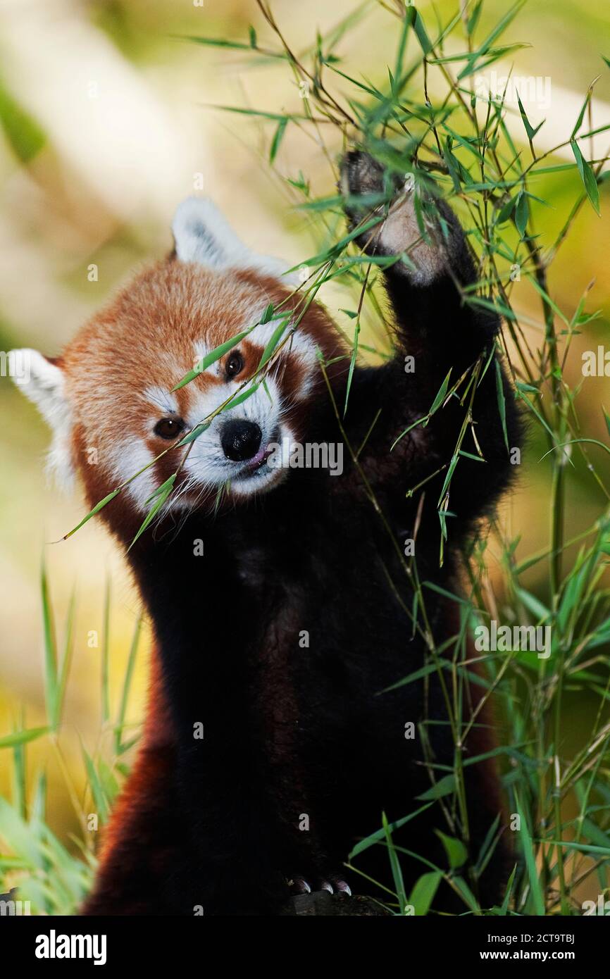 Red Panda, ailurus fulgens, Adult Eating Bamboo Stock Photo - Alamy