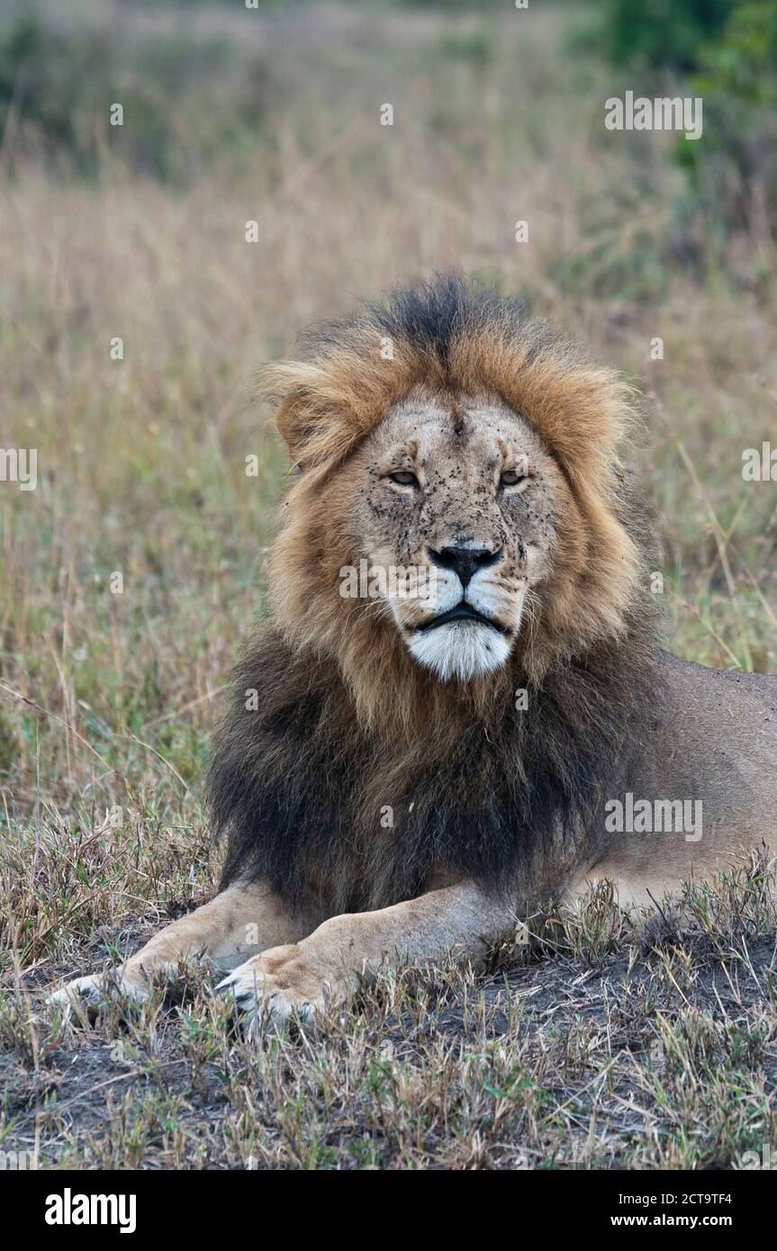 Lions of maasai mara hi-res stock photography and images - Alamy