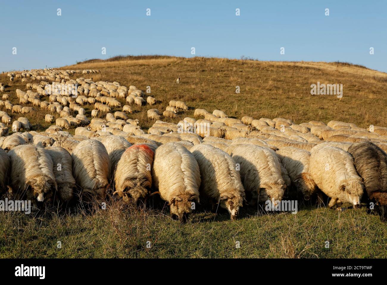 Rumania, Transylvania, Salaj County, flock of sheep, Ovis orientalis aries, grazing on willow Stock Photo