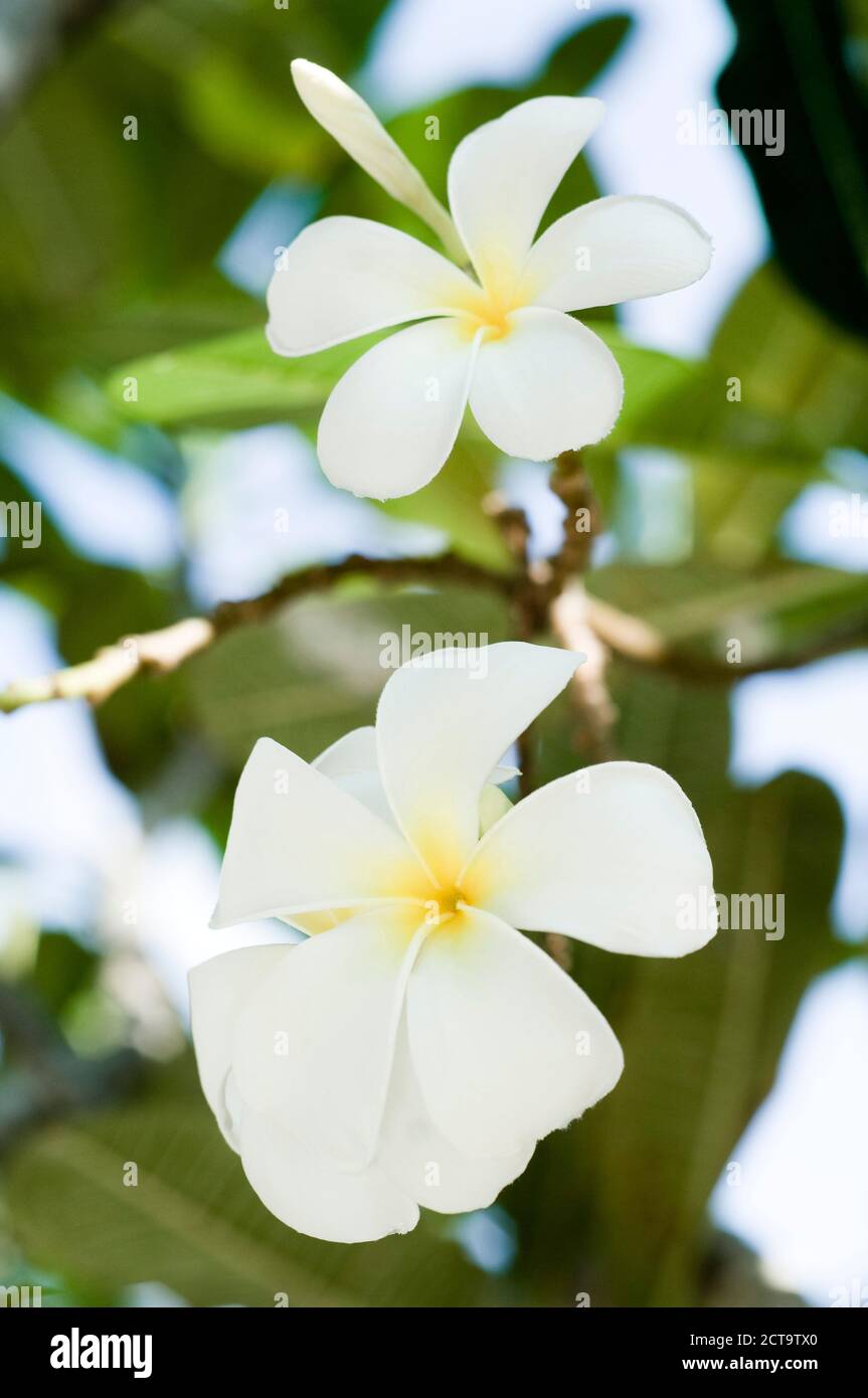 Thailand, Koh Lipe, Blossom of Plumeria alba Stock Photo