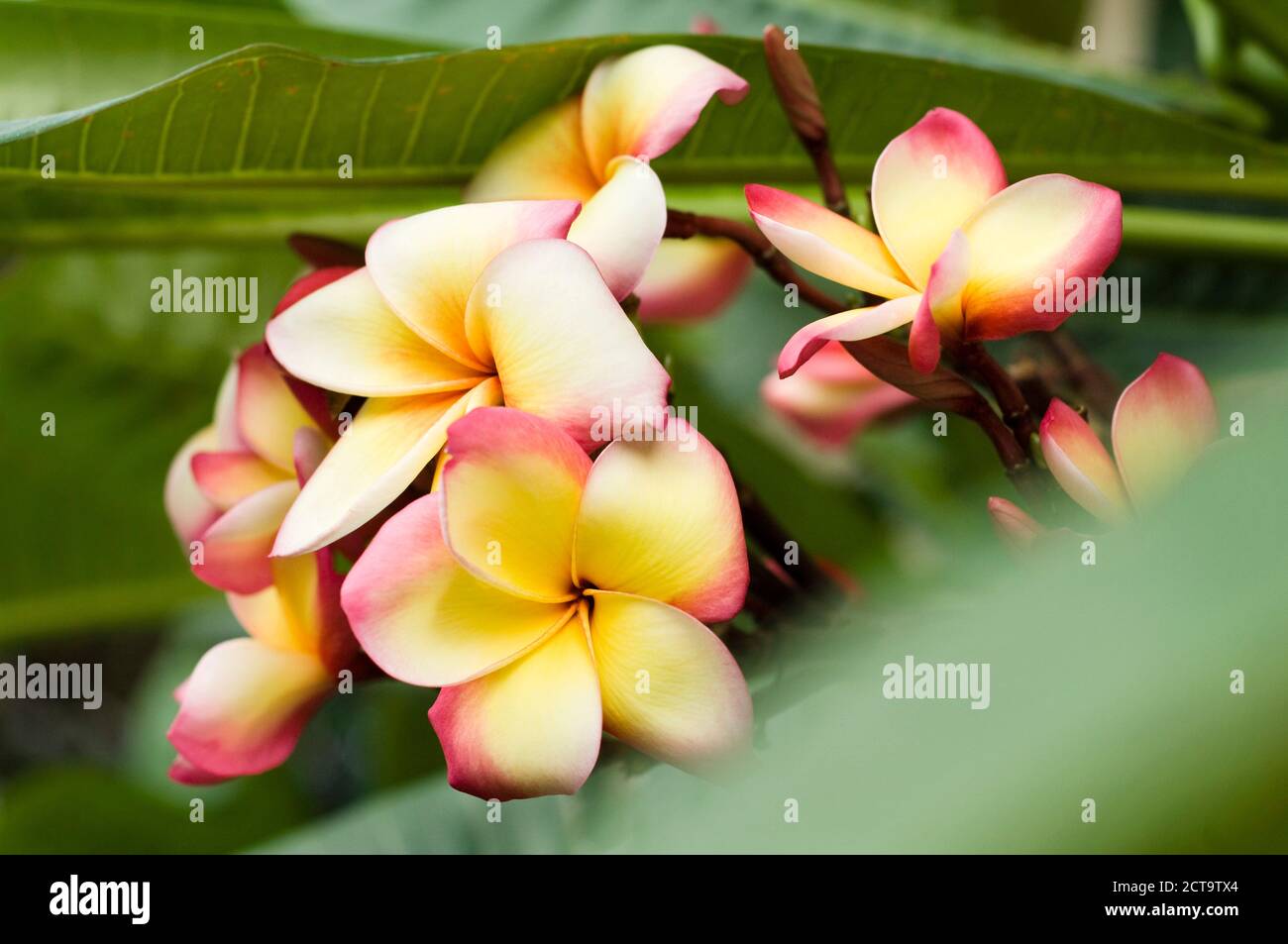Thailand, Koh Lipe, Blossom of Frangipani (Plumeria) Stock Photo