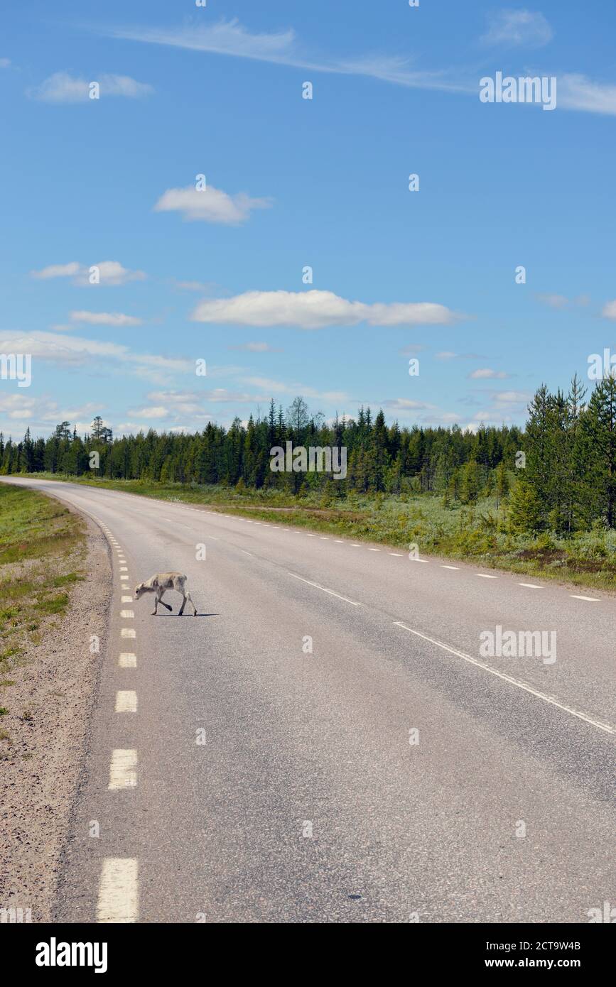 Sweden, Arvidjaur, Young reindeer crossing street Stock Photo