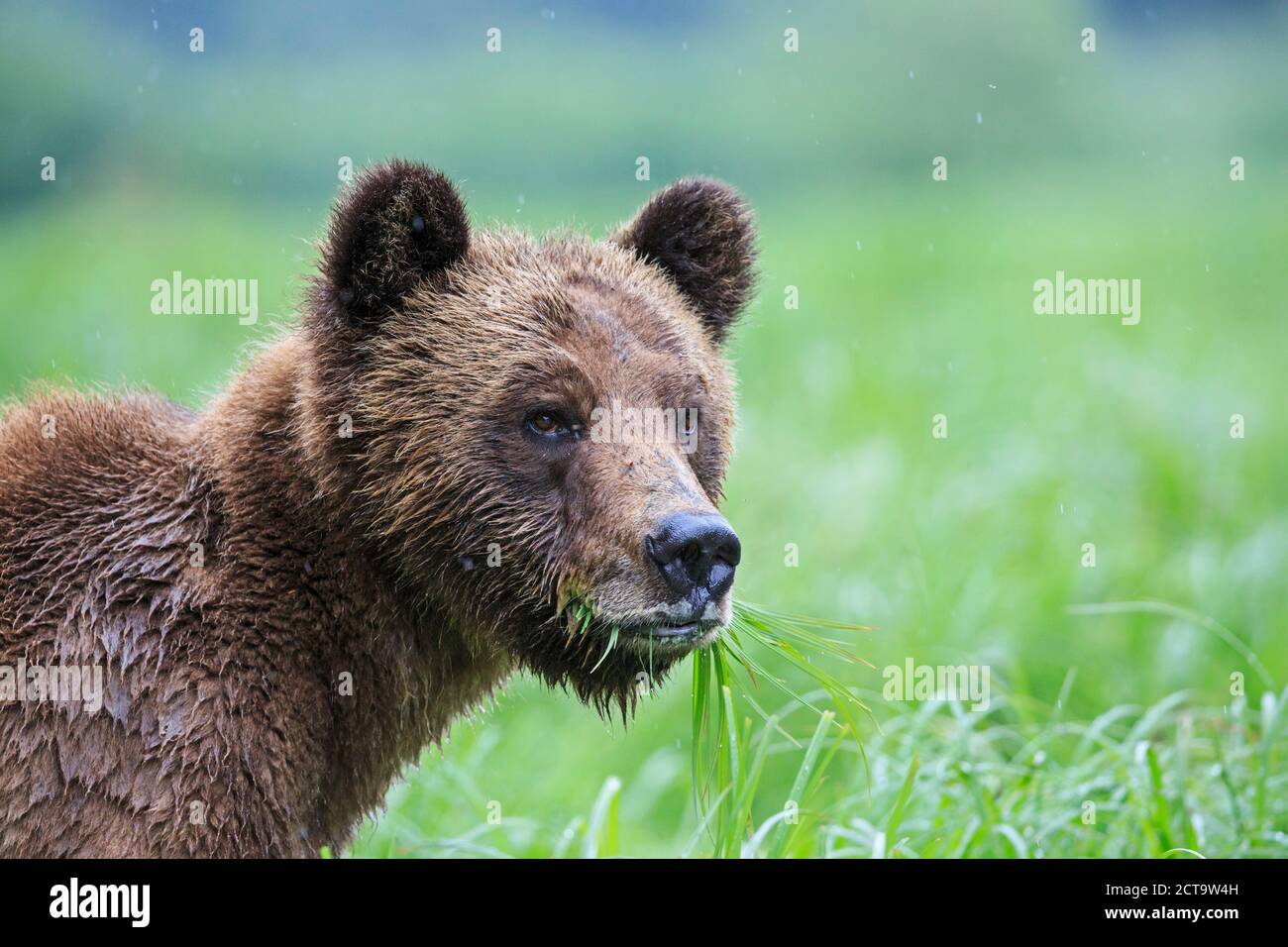 Canada, Khutzeymateen Grizzly Bear Sanctuary, Portrait of a Grizzly Stock Photo