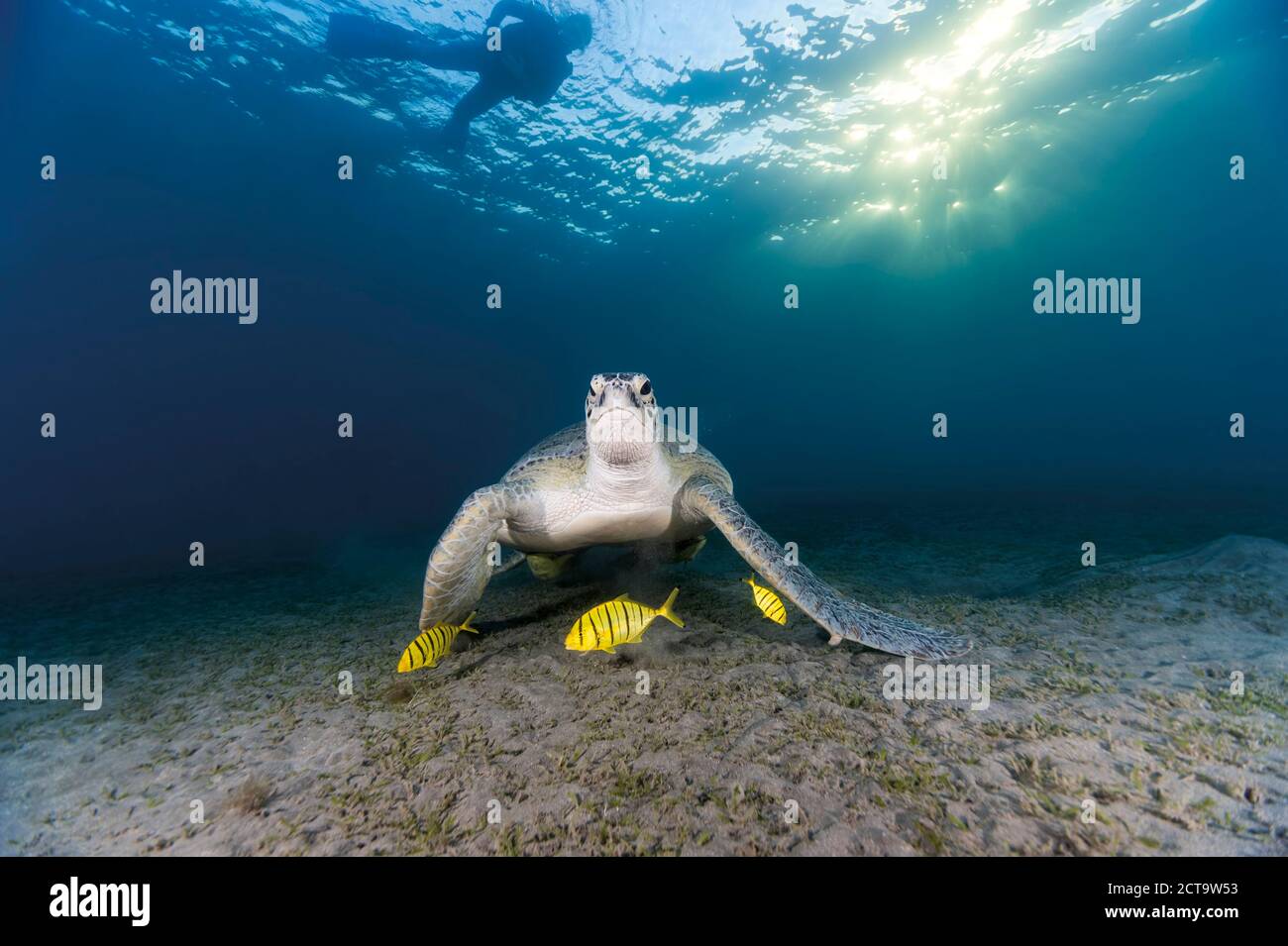 Egypt, Red Sea, Green sea turtle (Chelonia mydas) eating seaweed Stock Photo