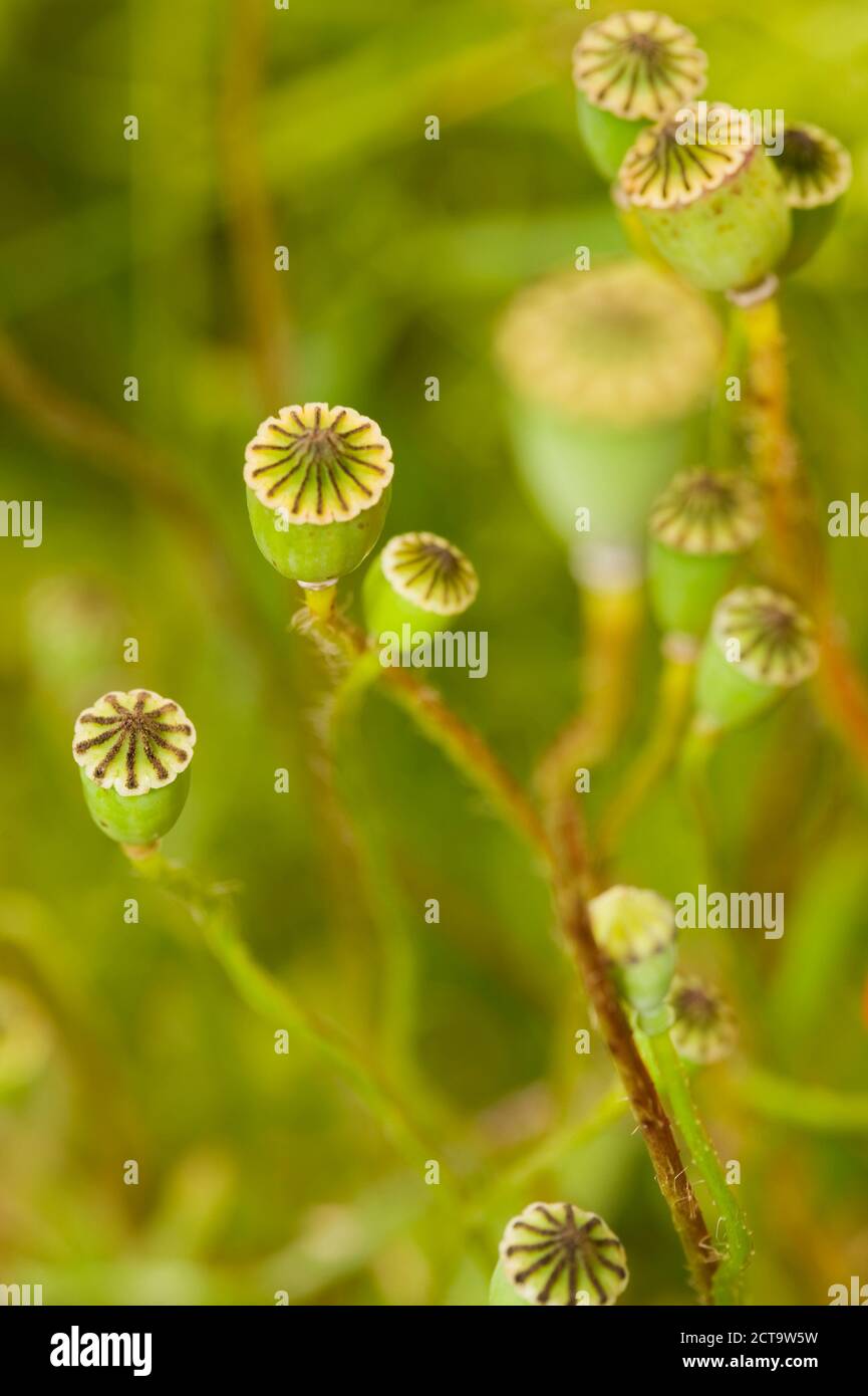 Seed stem of corn poppy (Papaver rhoeas) Stock Photo