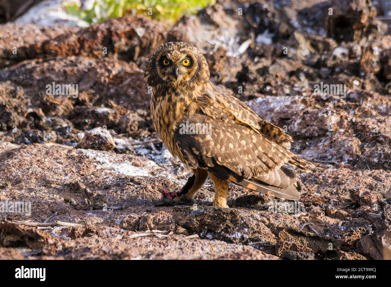 Ecuador, Galapagos, Genovesa, Galapagos short-eared owl, Asio flammeus galapagoensis Stock Photo