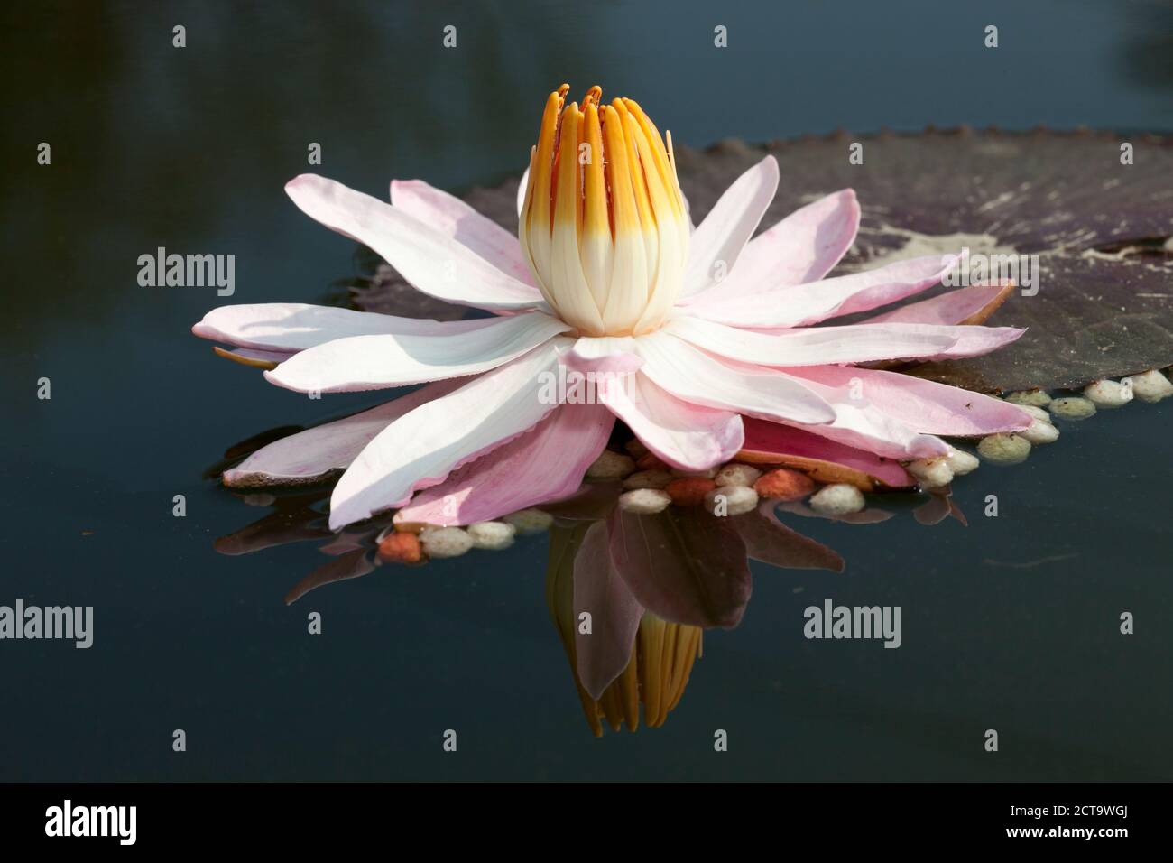 Water lily (Nymphaea) Stock Photo
