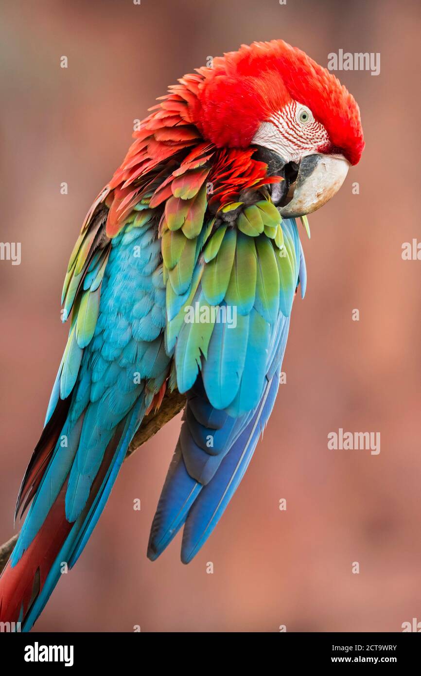 Brazil, Mato Grosso, Mato Grosso do Sul, portrait of scarlet macaw sitting on branch Stock Photo
