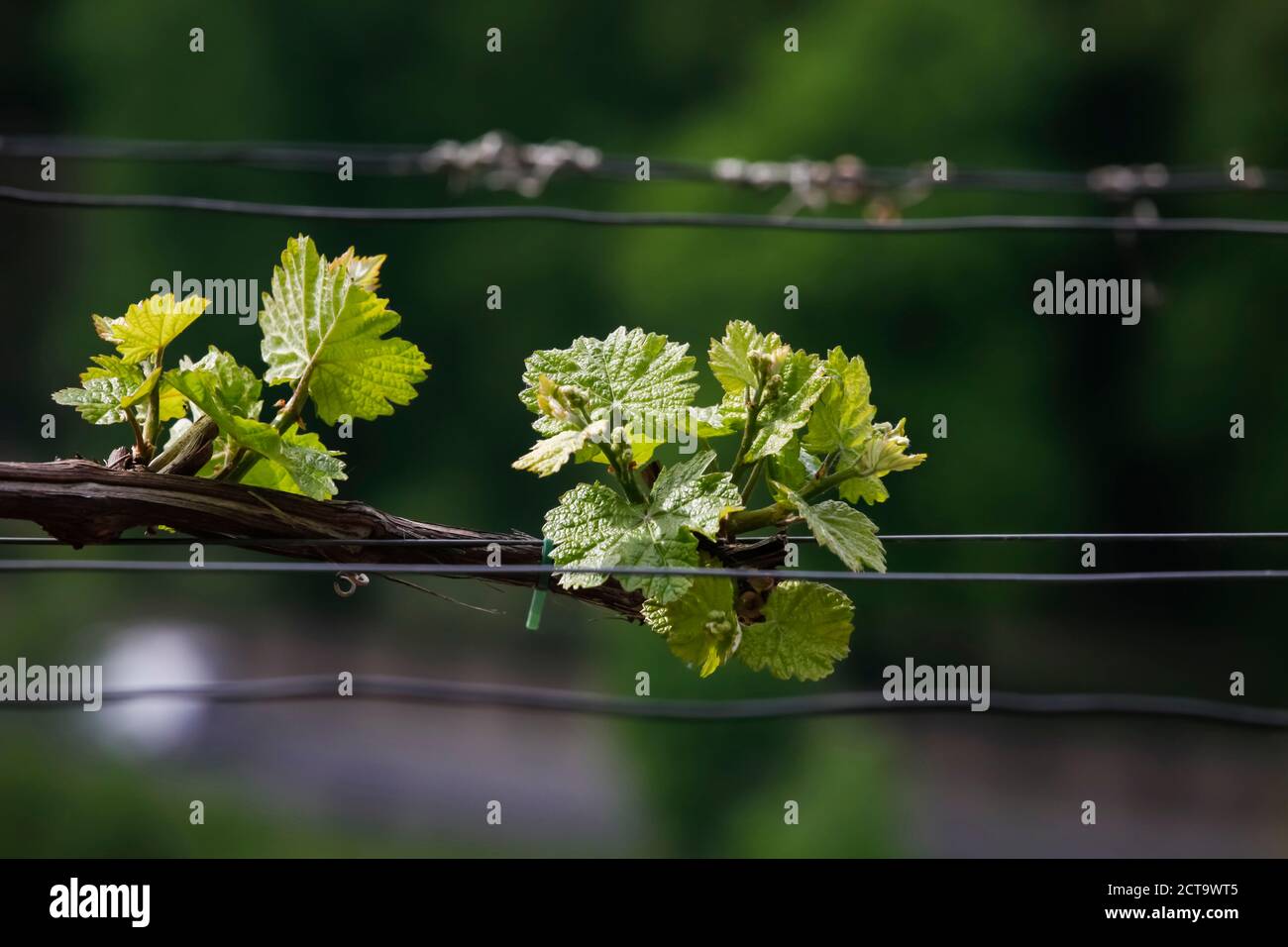 Wine tendril growing at wire in spring Stock Photo